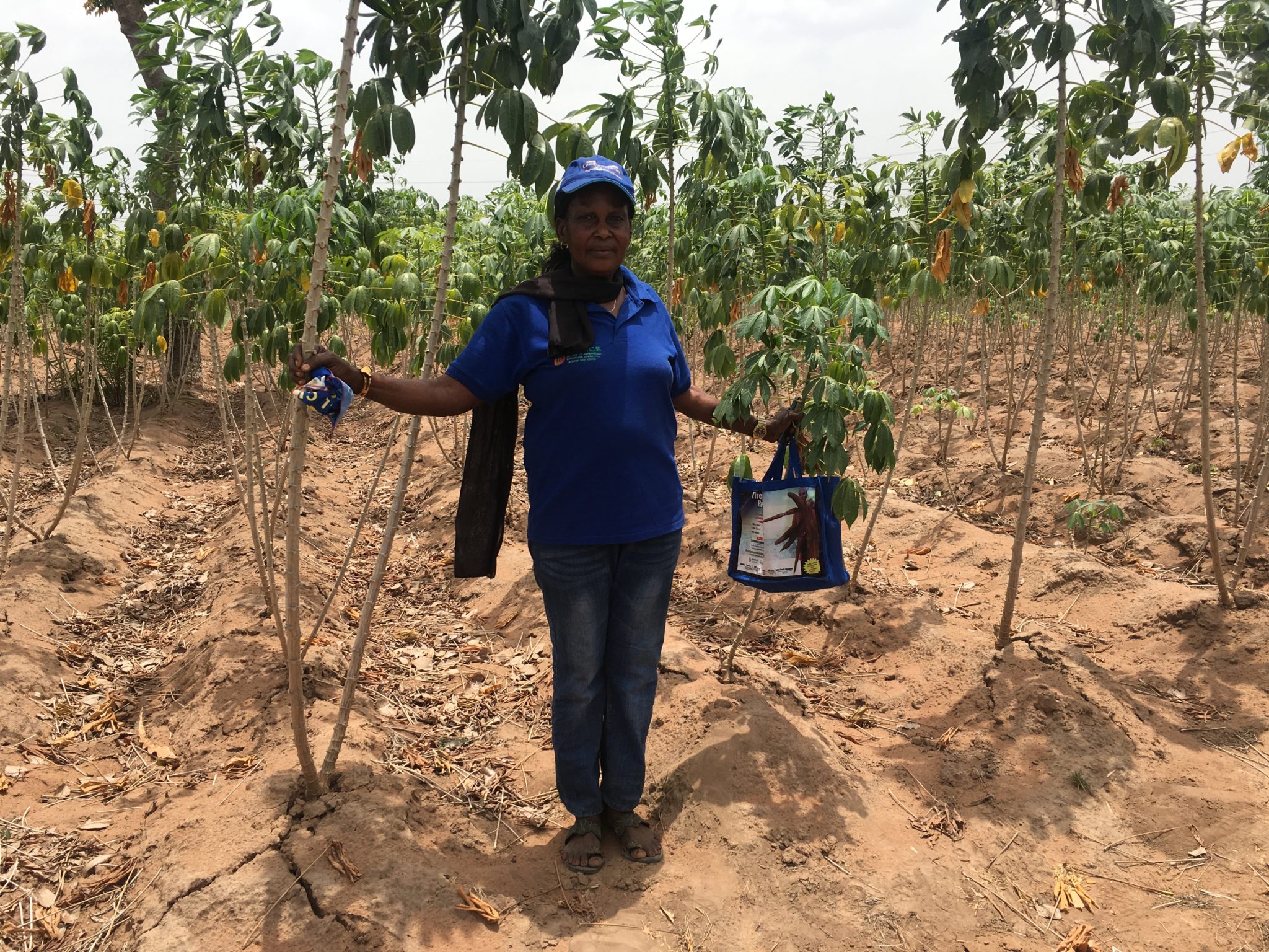 Breakthrough Seeds Fuel Benue Farmers’ Hope